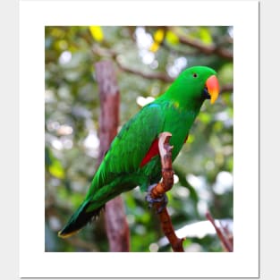 Stunning Eclectus Parrot on Branch Posters and Art